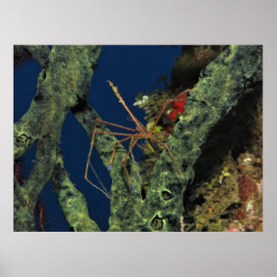 Arrow Crab in de Sponge Poster