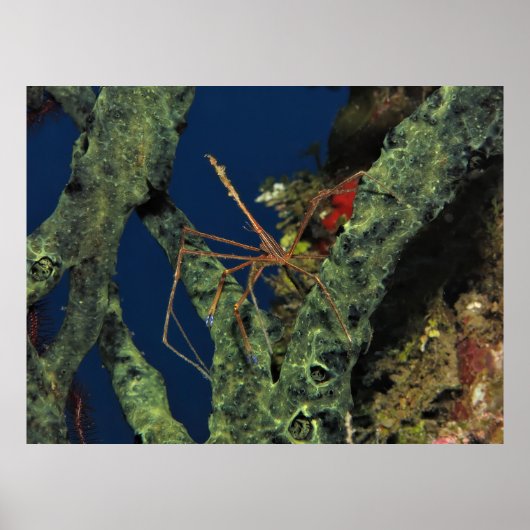Arrow Crab in de Sponge Poster (Voorkant)