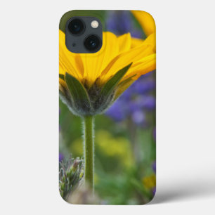 Arrowleaf Balsam Root en Lupine in Spring Bloom iPhone 13 Hoesje