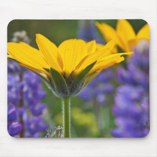 Arrowleaf Balsam Root en Lupine in Spring Bloom Muismat (Voorkant)