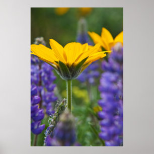 Arrowleaf Balsam Root en Lupine in Spring Bloom Poster