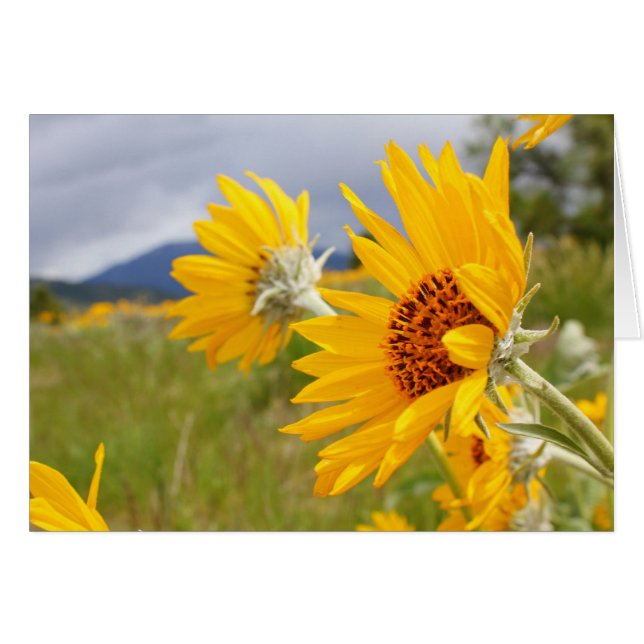 Arrowleaf Balsamroot (Devant horizontal)