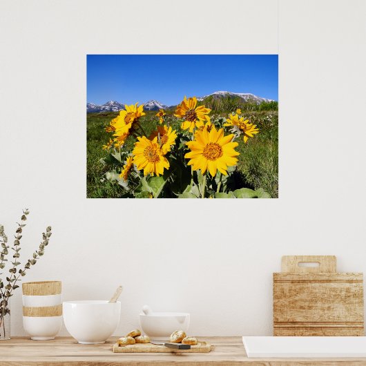 Arrowleaf Balsamroot omhulde print (Keuken)