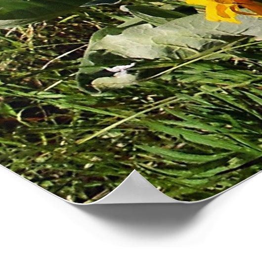 Arrowleaf Balsamroot omhulde print (Hoek)