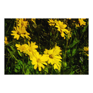 Arrowleaf Balsamroot Yellow Wildflower Abstract Foto Afdruk