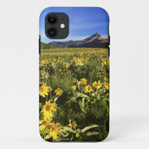 Arrowleaf balsomroot bedekt de prairie met iPhone 11 hoesje