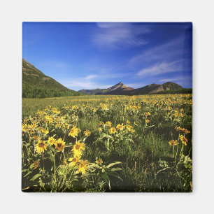 Arrowleaf balsomroot bedekt de prairie met magneet