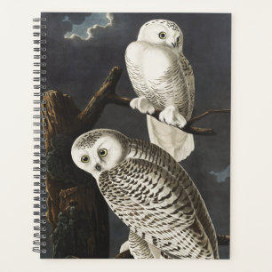 Art ancien d'oiseau de nuit, Chouette blanche d'Au
