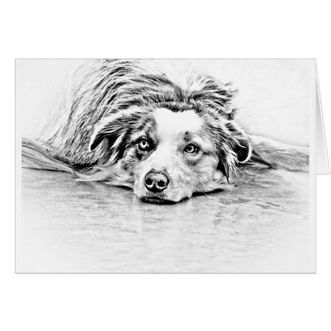 Art australien de chien de berger (Devant horizontal)