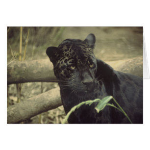 Art Black_jaguar