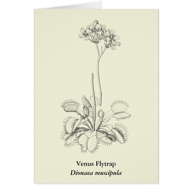 Art botanique de plante carnivore (Devant)
