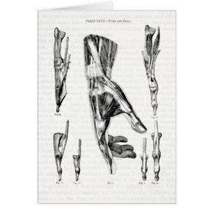 Art d'anatomie les muscles de la main et du
