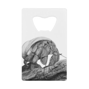 Art de Crabe Pagure Équatorien