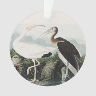 Art de la nature de l'oiseau Ibis blanc d'Audubon