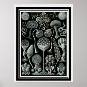 Art de la nature Poster "Mushroom Spores" 12 x 16