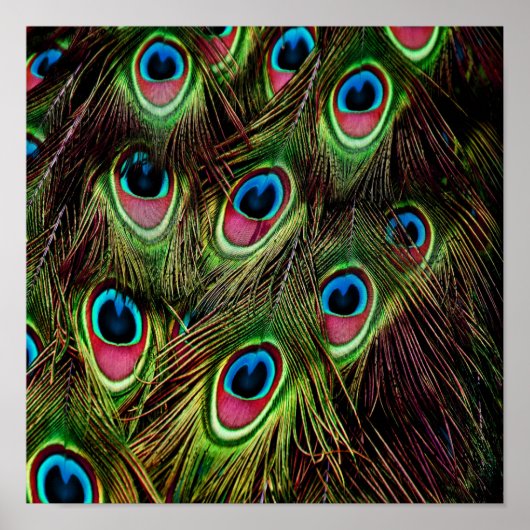 art deco blauwgroen groen turquoise pauock vether poster (Voorkant)