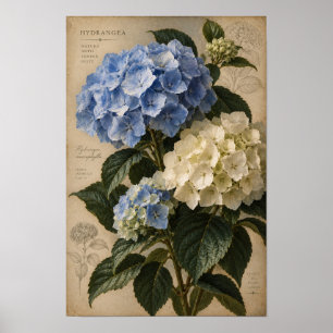 Art mural botanique d'hortensia bleu vintage