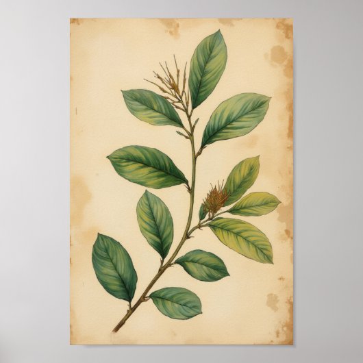 Art mural botanique vert olive antique (Devant)
