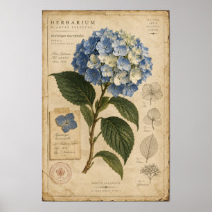 Art mural de l'herbier d'hortensia bleu vintage