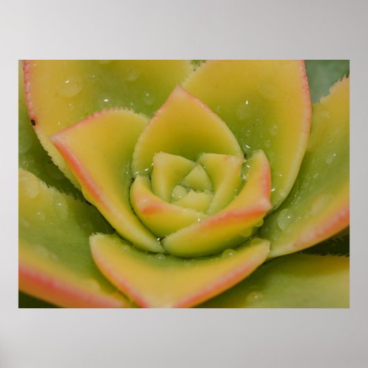 Art mural de succulente | Impression botanique de (Devant)