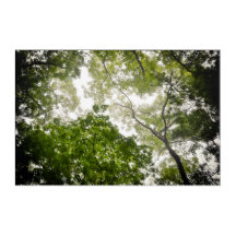 Arbre en haut dans les montagnes Blue Ridge