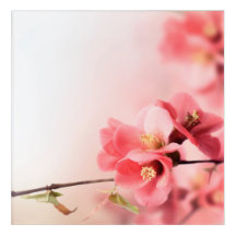 Belle fleur rose