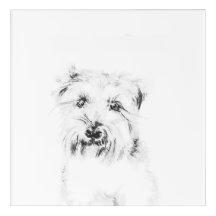 Dash le Chien