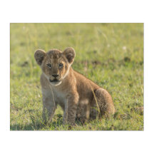 Lion Cub dans un cadre africain sauvage