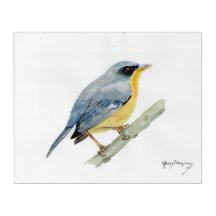 Paruline tropicale (Parula pitiayumi) impression a