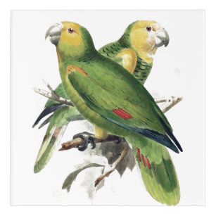Art Mural En Acrylique Perroquets d'Amazona - oiseaux vintages