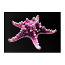 POISSON ROSE 10x14