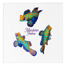 Poissons mandarins