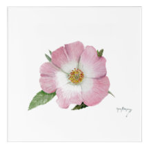 Rose de chien, Rosa canina, mur acrylique