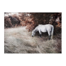 Superbe paysage d'automne avec cheval blanc