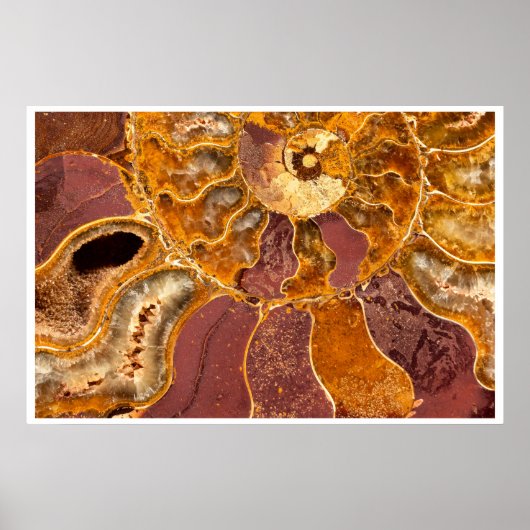 Art mural fossile d'ammonite | Abstrait tons de te (Devant)