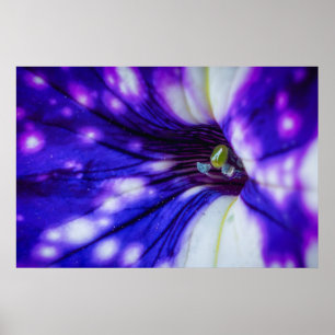 Art mural Iris violet Impression photo macro flo