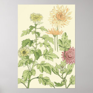 Art Nouveau antiek, chrysanten in een tuin Poster