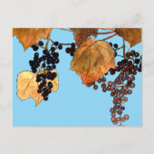 Art Nouveau Frost Druiven Briefkaart (Voorkant)