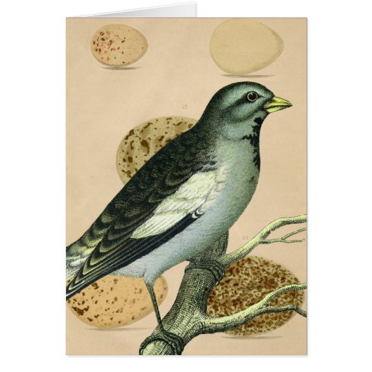 Art numérique vintage d'oiseaux (Devant)