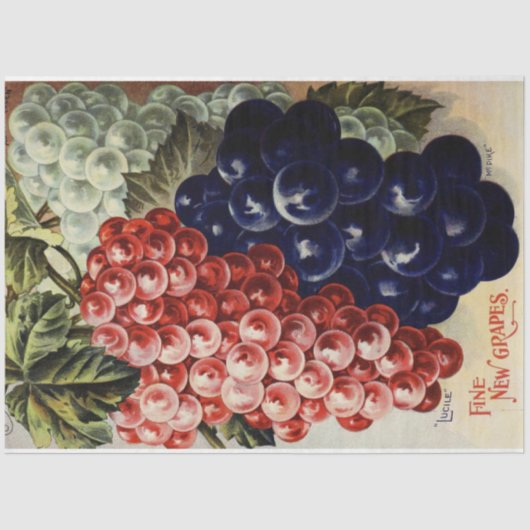 Art Poster 25 Afgiftepapier voor druiven Tissuepapier (Voorkant)