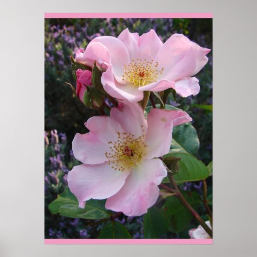 Art Rose rose Fleurs florales Poster photo (Devant)