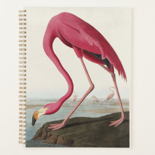Art Vintage Audubon Flamant rose Américain Oiseau