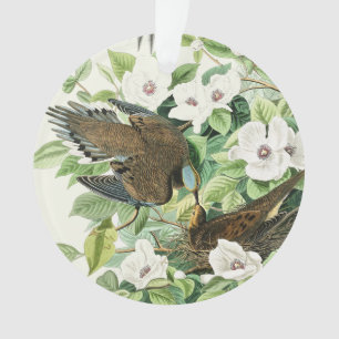 Art vintage d'Audubon sur la tourterelle triste et