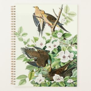Art vintage d'Audubon sur la tourterelle triste et