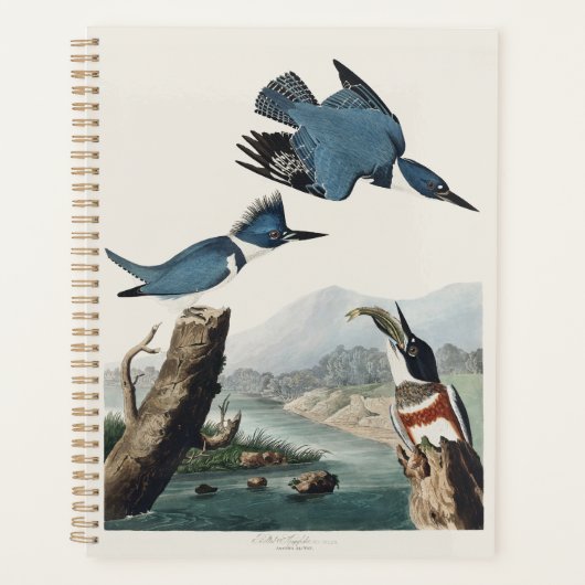 Art vintage de l'Alcedo ceinturé d'Audubon (Devant)