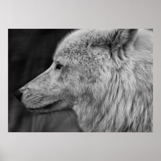 Artc Wolf Poster (Voorkant)