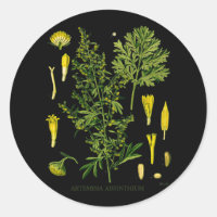 Artemesia Absinthium