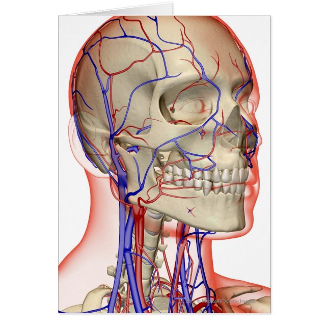 Artères et veines dans la tête et le cou (Devant)