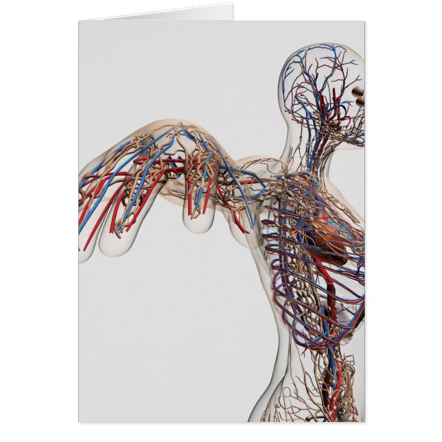 Artères, Veines Et Système Lymphatique 2 (Devant)