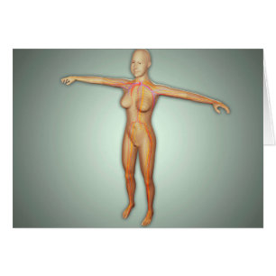 Artères, veines et système nerveux féminin